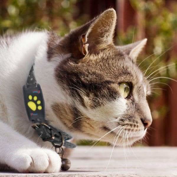 CatGuard GPS – Echtzeit-Katzen-Tracker ohne Abonnement