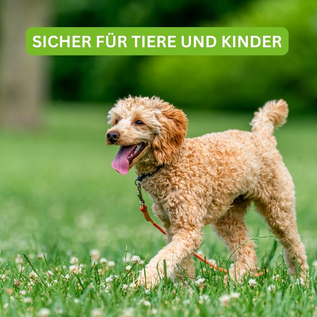 Turbogras - für gesundes und schnell wachsendes Gras inklusive kostenloses eBook für nachhaltige Gartenpflege